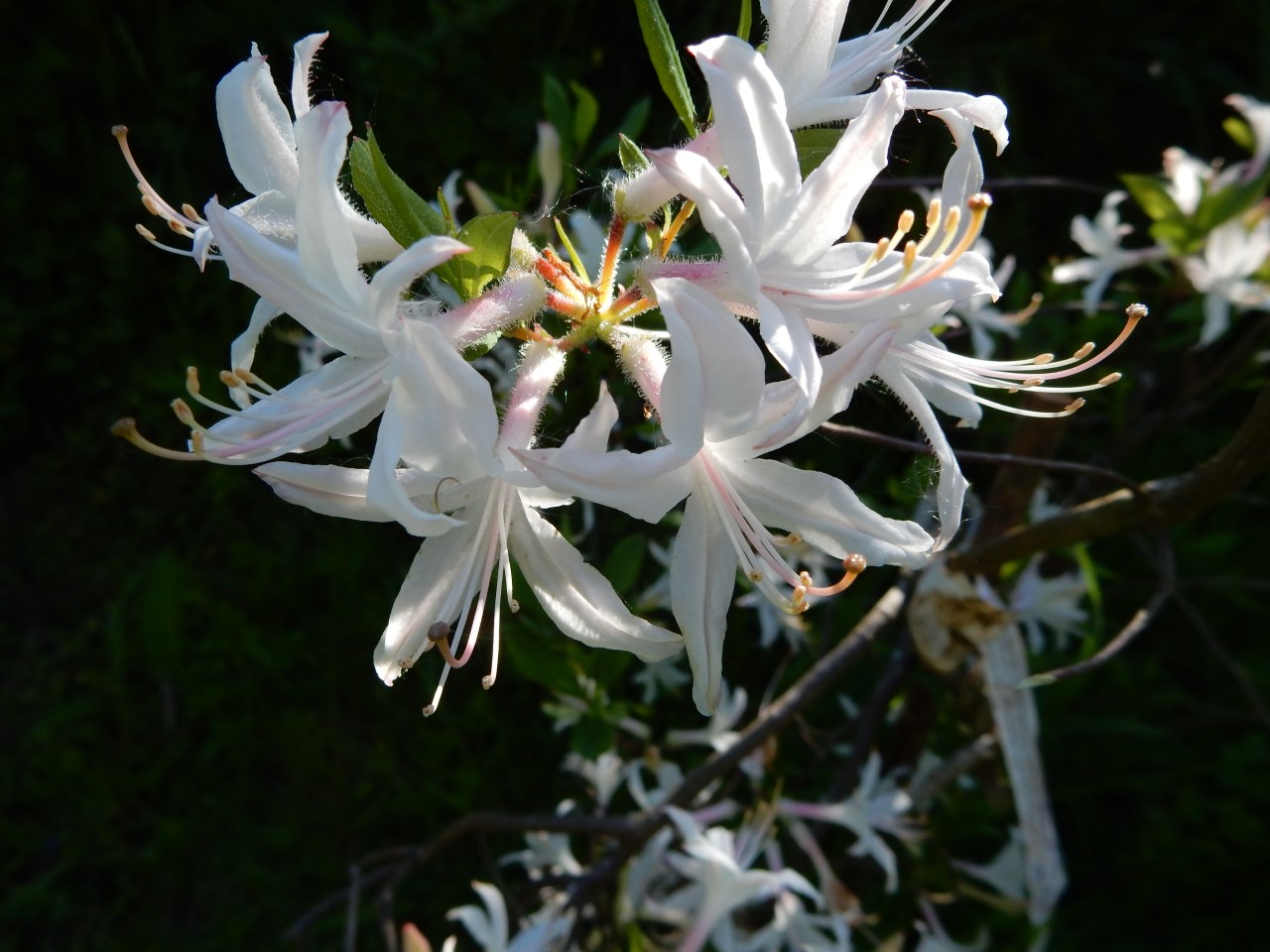 R. atlanticum 'Seaboard'